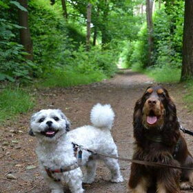 Hondenfoto van  Valérie, Milo en Noa
