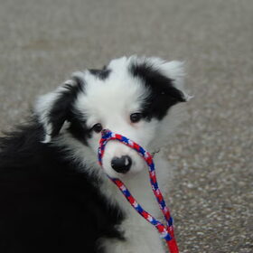 Bodhi's nieuwe riem ;)...