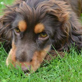 Hondenfoto van  Valérie, Milo en Noa