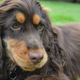 Hondenfoto van  Valérie, Milo en Noa