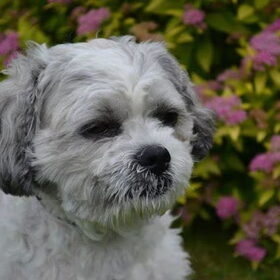 Hondenfoto van  Valérie, Milo en Noa