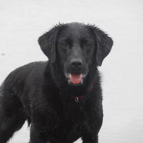 Hondenfoto van Marlies