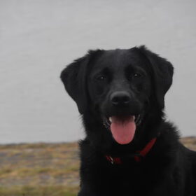 Hondenfoto van Marlies