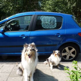 Hondenfoto van Lizzie en Sterre
