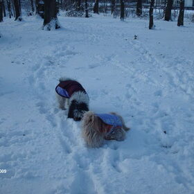 Hondenfoto van liesbeth,Turbo,Luna, Levi en Faith