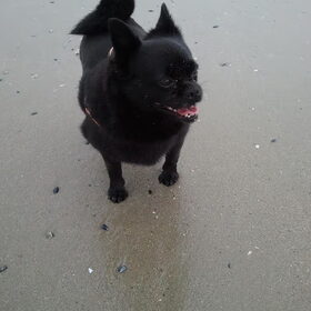 Gizmo mijn lieve Moppiewawa (officieel heet dat een Mochi). Het…