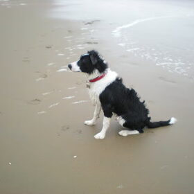 Hondenfoto van Willemke en Odie