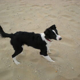 Hondenfoto van Willemke en Odie