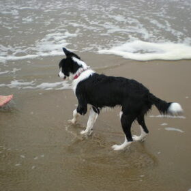 Hondenfoto van Willemke en Odie