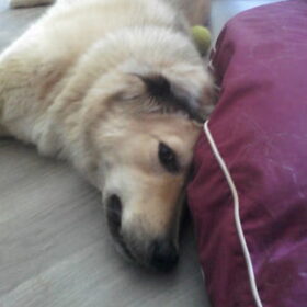 Hondenfoto van Julie & Yucca <3