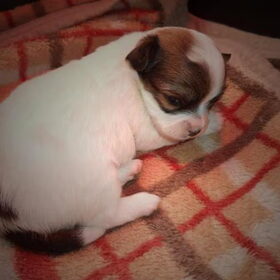 3 weken oud