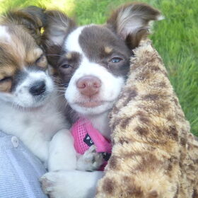 in de snuggle bug