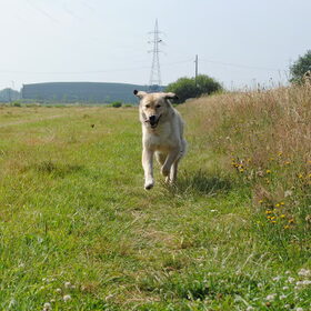 Hondenfoto van Julie & Yucca <3