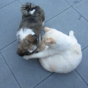 Hondenfoto van liesbeth,Turbo,Luna, Levi en Faith