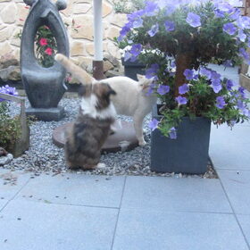 Hondenfoto van liesbeth,Turbo,Luna, Levi en Faith