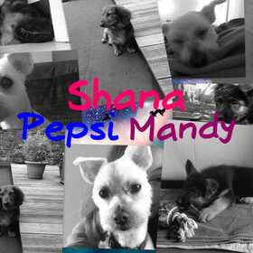 Hondenfoto van Cassy met Pepsi, Shana en Mandy