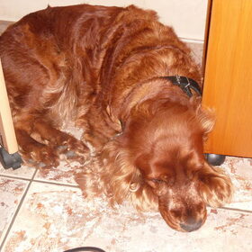 Hondenfoto van Silvia, Blackie & Saffira