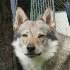 Hondenfoto van wolfwoman