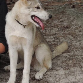 Hondenfoto van wolfwoman