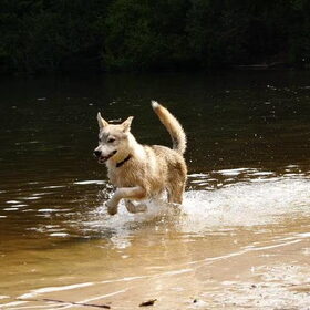 Hondenfoto van wolfwoman