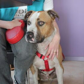 lieve Alex, wat ben je toch een schat van een hond !!