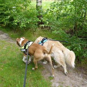 Hondenfoto van Marie-Rose & Tibootje (RIP) + Freya'tje
