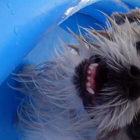Hondenfoto van Emely, Bently's baasje