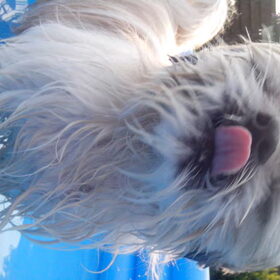 Hondenfoto van Emely, Bently's baasje