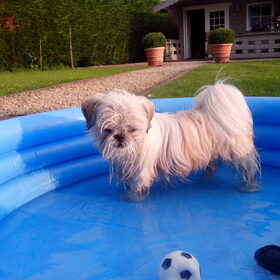Hondenfoto van Emely, Bently's baasje