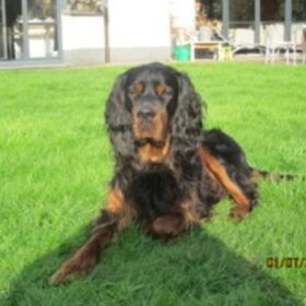 mooie foto's van pup Kentigern from the grazingland ontvangen…