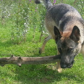 Hondenfoto van Lisanne, Misha, Tessa&Arrow