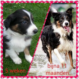 Hondenfoto van Diane, Casper & Tom†