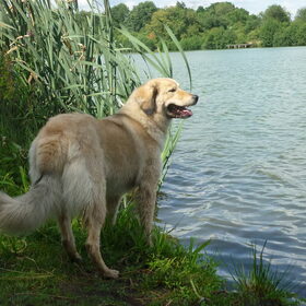 Hondenfoto van Julie & Yucca <3