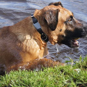 Hondenfoto van Vrouwtje van Denzel en Diva (R.I.P. Dixie)