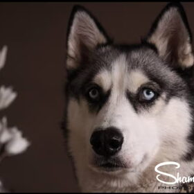 Hondenfoto van Shamilla & Zena