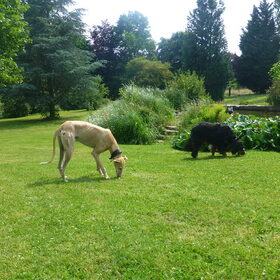 Hondenfoto van Ina, Misty en Aysa