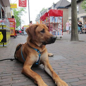 Hondenfoto van Anne-Wil (baasje van Juno)