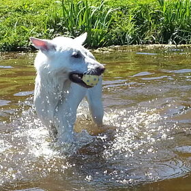 Zwemmen! Juli 2013