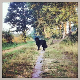 Hondenfoto van Anouk & Balou<3