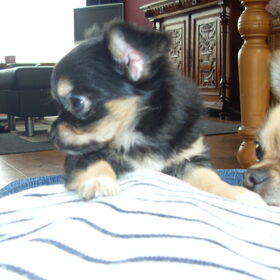 Mijn twee schatjes....Daisy en Ricky
