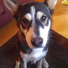 Dit is Chico. Het is een kruising tussen een husky en een…