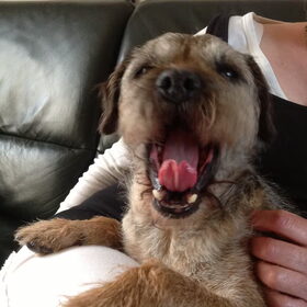 Dit is Mazzel, onze border terriër van alweer 11 jaar!! Dominant…
