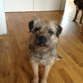 Dit is twinkel de dochter van Mazzel en zij is 9 jaar oud!!…