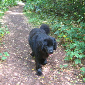 Hondenfoto van Tineke *Luna * Rambo (Brutus R.I.P)