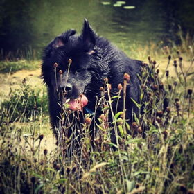 Hondenfoto van Anouk & Balou<3