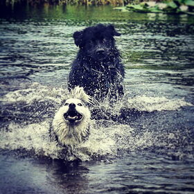 Hondenfoto van Anouk & Balou<3