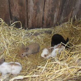 Hondenfoto van liesbeth,Turbo,Luna, Levi en Faith