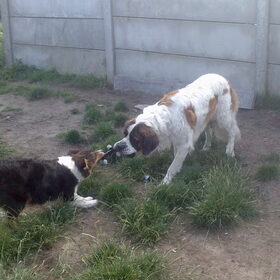 spelen