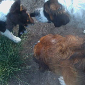 Spelen