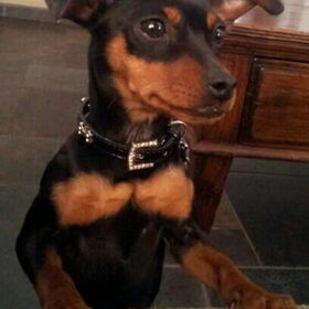 Hondenfoto van Phylicia scooby en ukkie:)